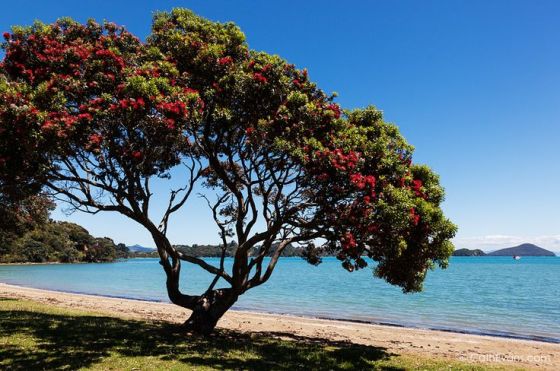 A pohutukawa tree, also known as New Zealand's Christmas Tree!